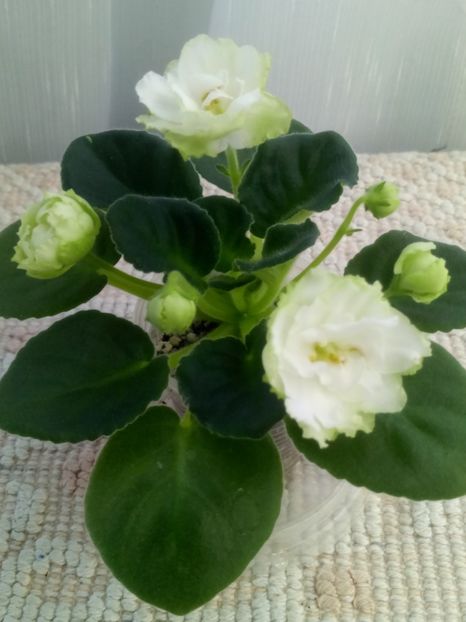 Irish Glen - A Violete Africane