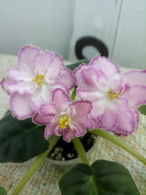 LE Marzipan Rose - A Violete Africane