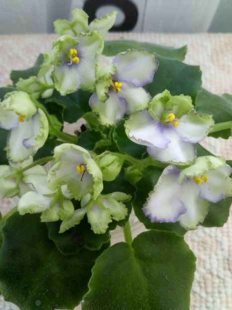 LE Posledneye Dikhanie Zimy - A Violete Africane