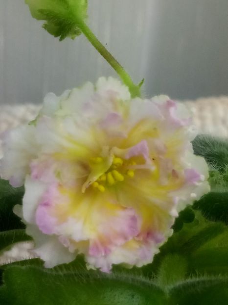 LE Zlato Skifov - A Violete Africane