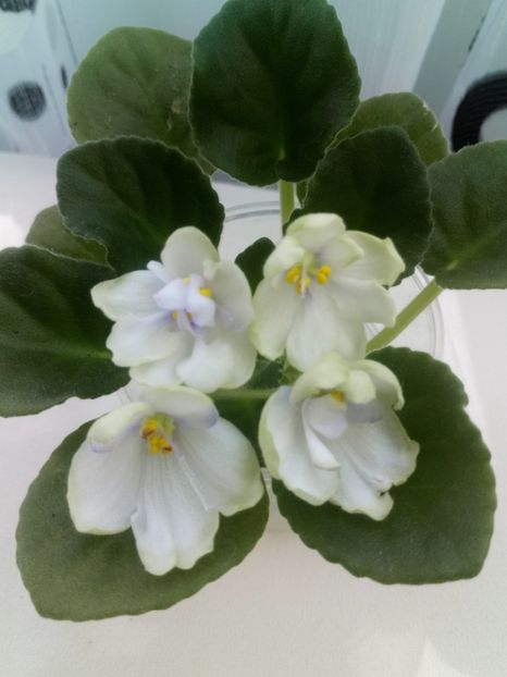 Ma s Soap Bubbles - A Violete Africane