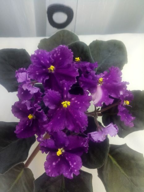 Making Waves - A Violete Africane