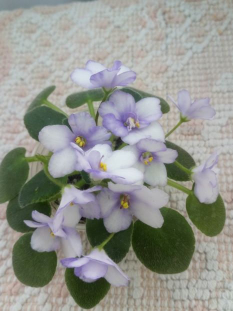 N Robinzon - A Violete Africane