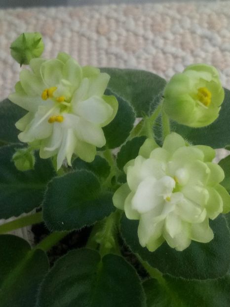 N Snezhnyi Georgin - A Violete Africane