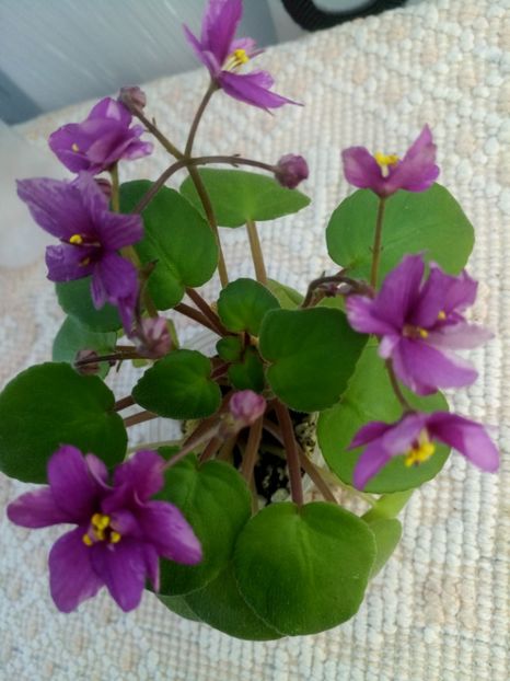 Ramblin Sunshine - A Violete Africane