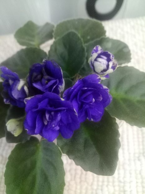 Rob's Cotton Ball - A Violete Africane