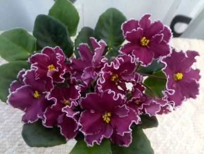 RS Dance of Fire - A Violete Africane