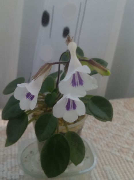 Tamiana - A Violete Africane