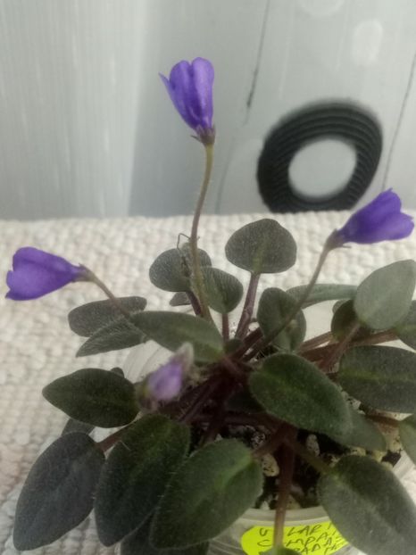 Vallarta Campanas Moradas - A Violete Africane