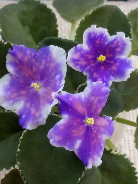 VaT Car Goroh - A Violete Africane