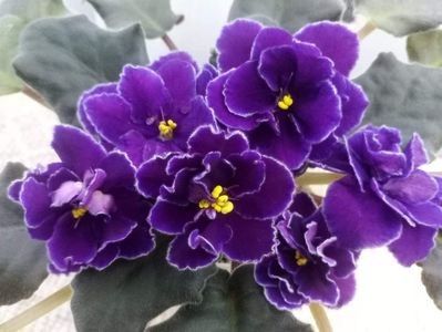 Ward Brown - A Violete Africane