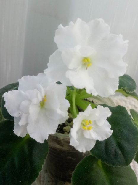 Wedding Bouquet - A Violete Africane