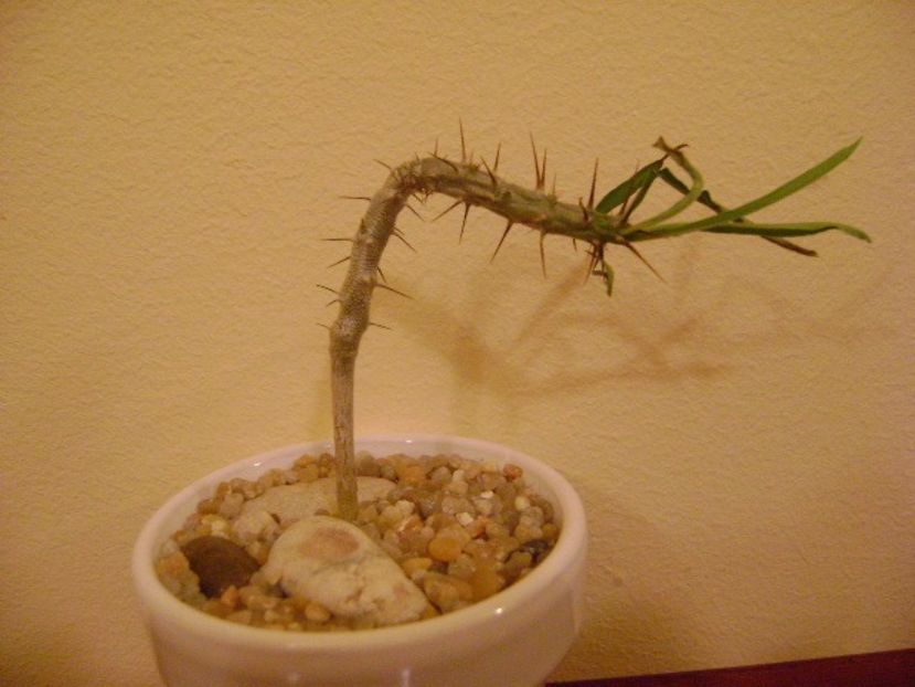 Euphorbia sakarahaensis - Caudiciforme si bulbi 2019 bis