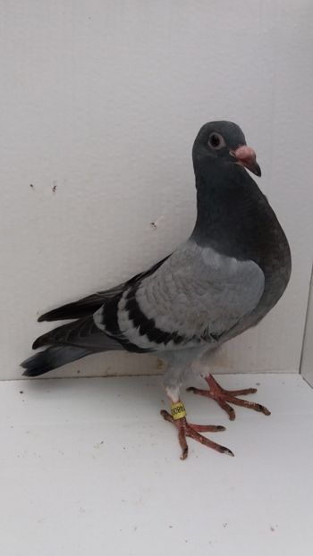 vandut - De vanzare voiajori pui 2019