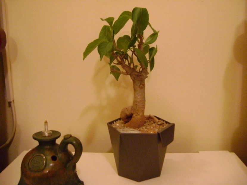 Adansonia digitata (Baobab) - Caudiciforme si bulbi 2019 bis