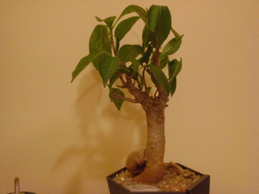 Adansonia digitata (Baobab) - Caudiciforme si bulbi 2019 bis