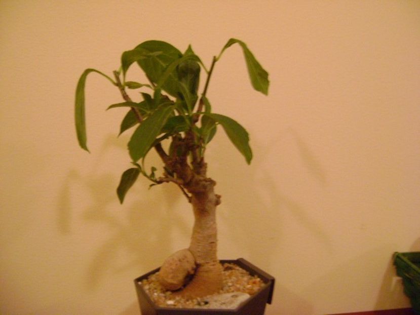 Adansonia digitata (Baobab) - Caudiciforme si bulbi 2019 bis