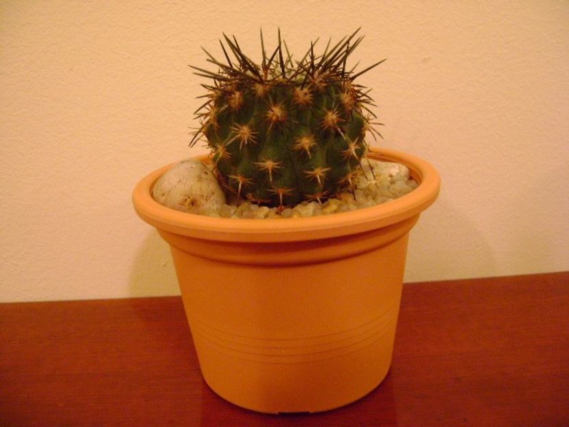 Eriosyce islayensis (Islaya islayensis) - Cactusi 2019 bis bis