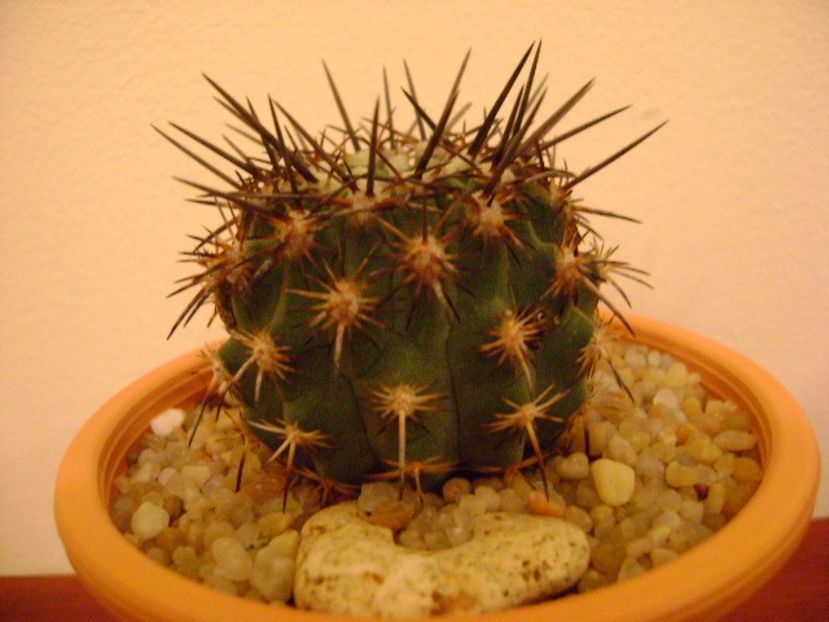 Eriosyce islayensis (Islaya islayensis) - Cactusi 2019 bis bis