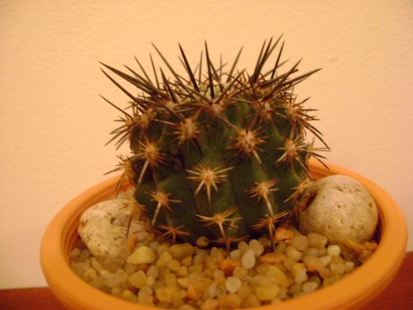 Eriosyce islayensis (Islaya islayensis) - Cactusi 2019 bis bis