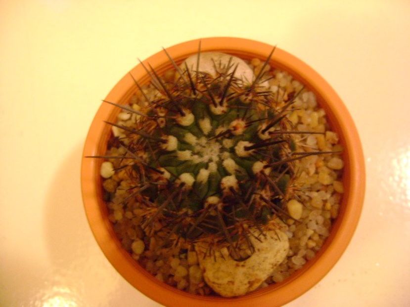 Eriosyce islayensis (Islaya islayensis) - Cactusi 2019 bis bis
