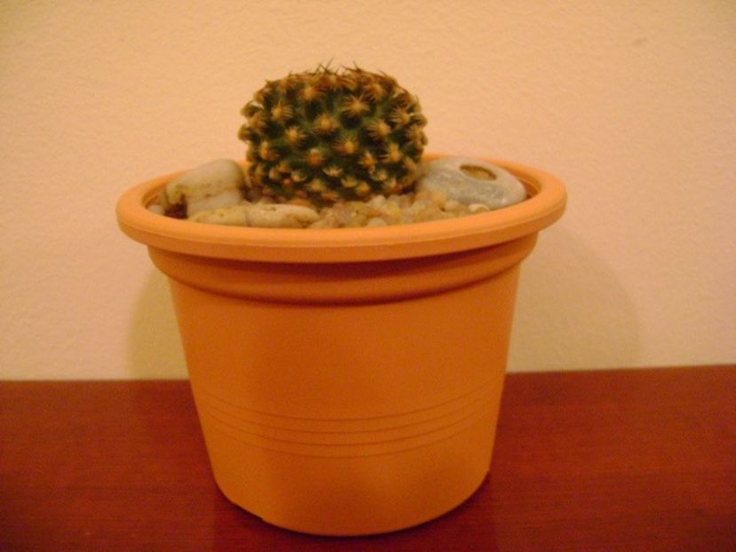 Pediocactus knowltonii - Cactusi 2019 bis bis