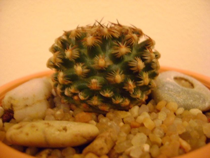 Pediocactus knowltonii - Cactusi 2019 bis bis