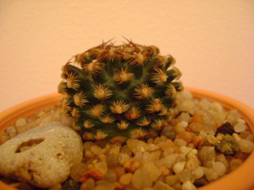 Pediocactus knowltonii - Cactusi 2019 bis bis