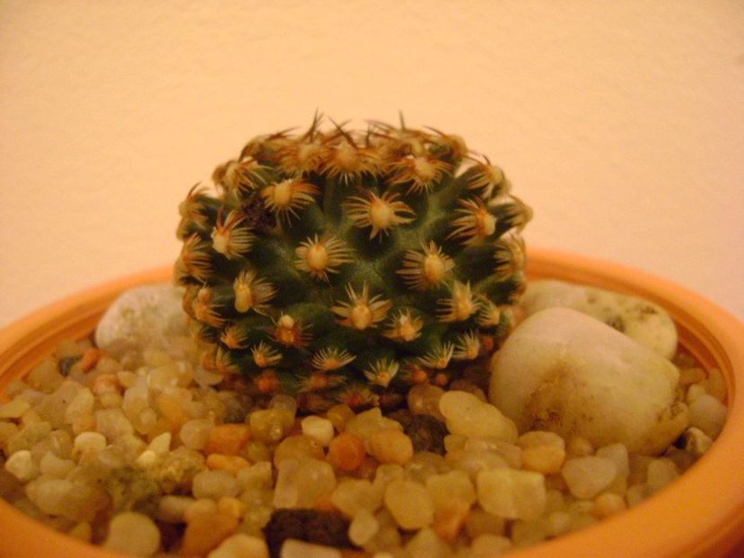 Pediocactus knowltonii - Cactusi 2019 bis bis