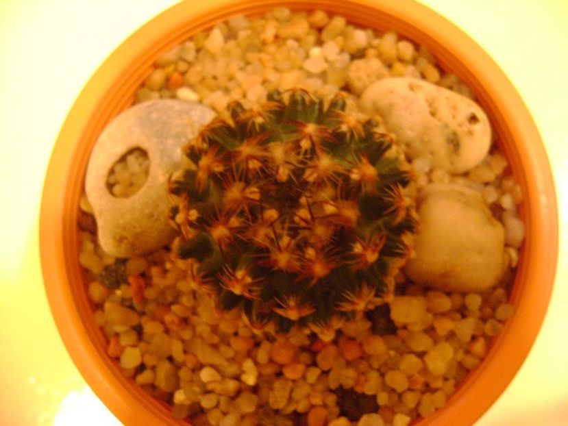 Pediocactus knowltonii - Cactusi 2019 bis bis
