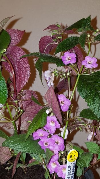 Screenshot_20191124-150622_Gallery - Camille Brozzoni