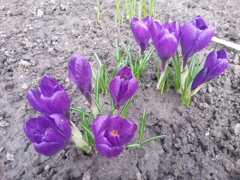 colchicum spp(branduse) - Gradina si terasa PrimaLuce_3-Amintiri si Nostalgie