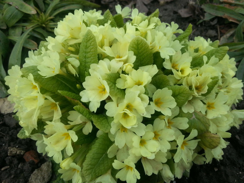 primula vulgaris - Gradina si terasa PrimaLuce_3-Amintiri si Nostalgie