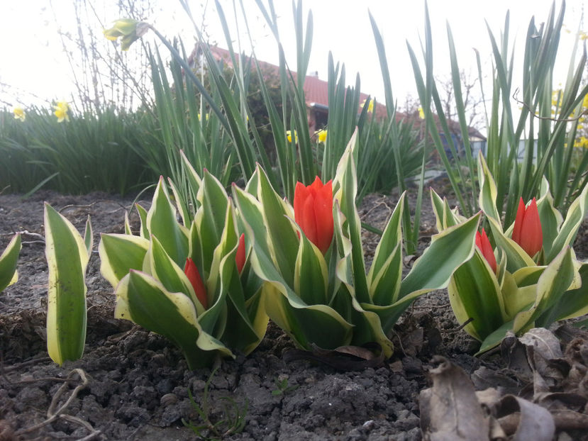 tulipa unicum - Gradina si terasa PrimaLuce_3-Amintiri si Nostalgie