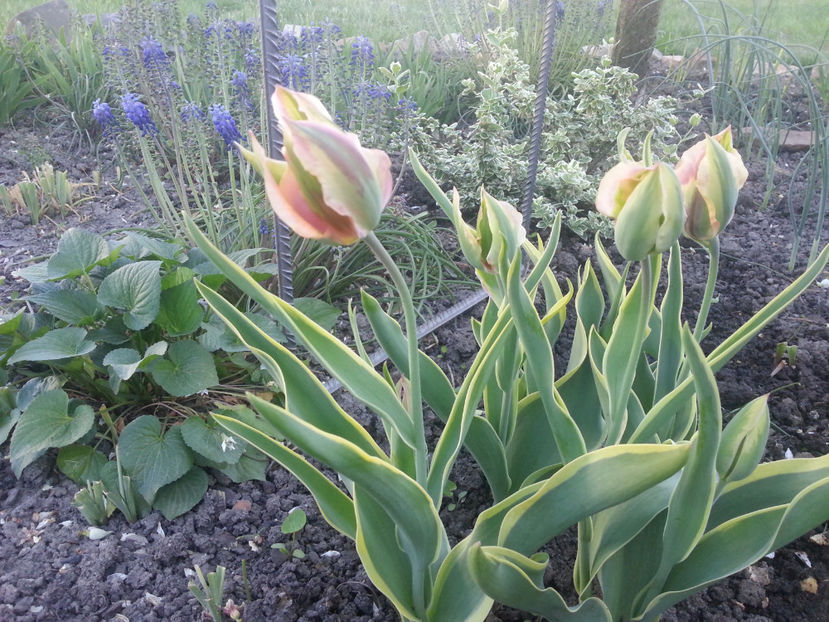 tulipa viridiflora picasso - Gradina si terasa PrimaLuce_3-Amintiri si Nostalgie