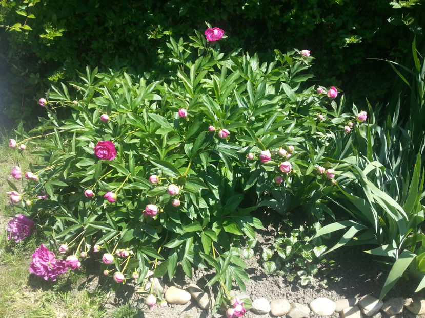 paeonia pink - Gradina si terasa PrimaLuce_3-Amintiri si Nostalgie