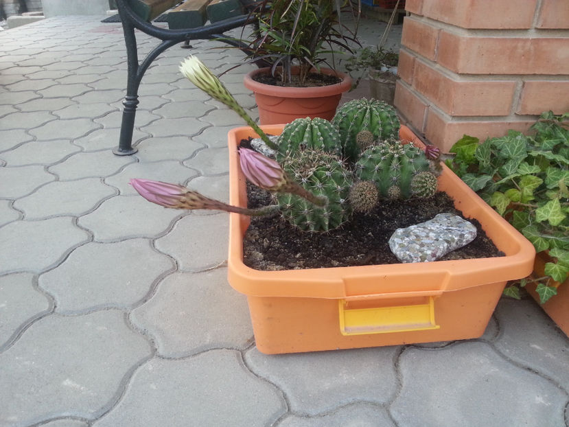 echinopsis hybr. - Gradina si terasa PrimaLuce_3-Amintiri si Nostalgie