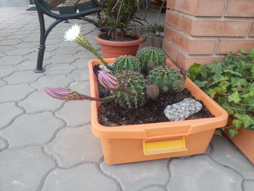 echinopsis hybr. - Gradina si terasa PrimaLuce_3-Amintiri si Nostalgie