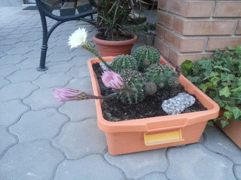 echinopsis hybr. - Gradina si terasa PrimaLuce_3-Amintiri si Nostalgie