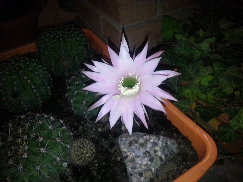 echinopsis hybr. - Gradina si terasa PrimaLuce_3-Amintiri si Nostalgie