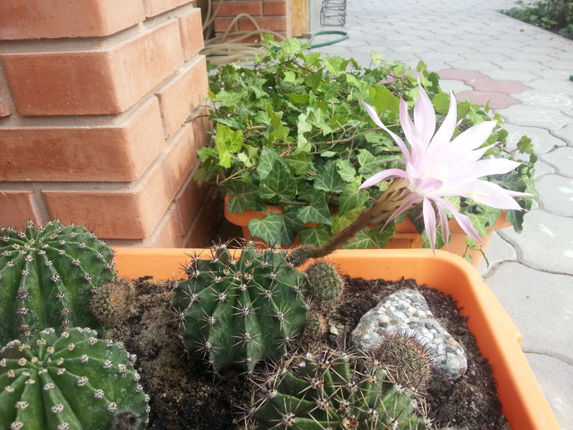 echinopsis hybr. - Gradina si terasa PrimaLuce_3-Amintiri si Nostalgie