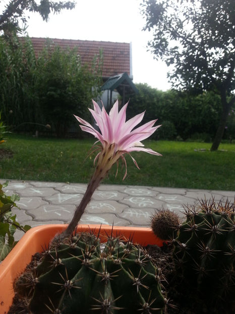 echinopsis hybr. - Gradina si terasa PrimaLuce_3-Amintiri si Nostalgie