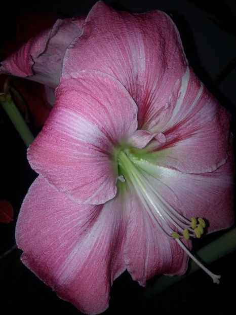 amaryllis apple blossom - Gradina si terasa PrimaLuce_3-Amintiri si Nostalgie