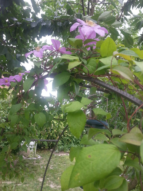 clematis rosea hybr. - Gradina si terasa PrimaLuce_2-Amintiri