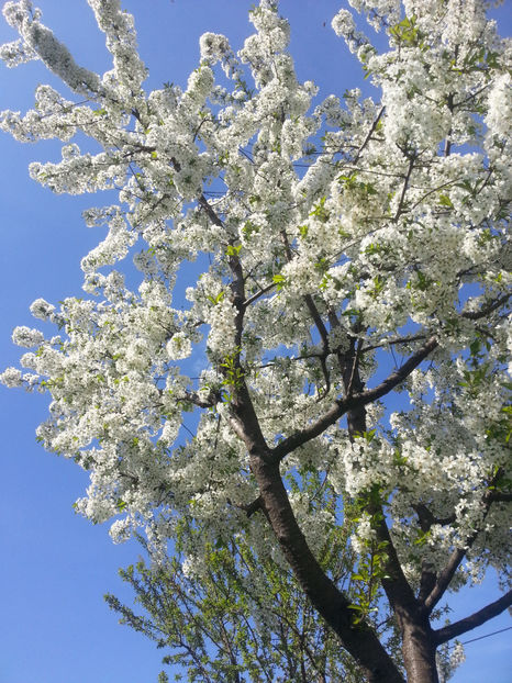 Prunus cerasus(visin) - Gradina si terasa PrimaLuce_2-Amintiri