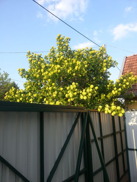 viburnum opulus(călin) - Gradina si terasa PrimaLuce_2-Amintiri