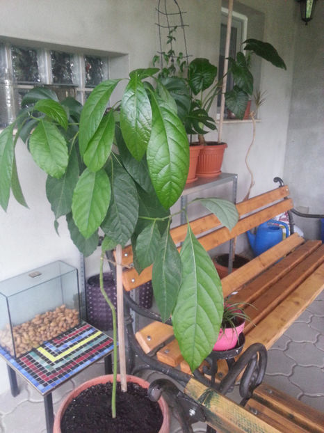 persea americana(avocado) - Gradina si terasa PrimaLuce_2-Amintiri