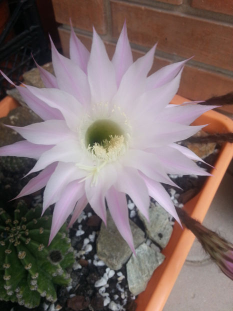 echinopsis hybr. - Gradina si terasa PrimaLuce_2-Amintiri