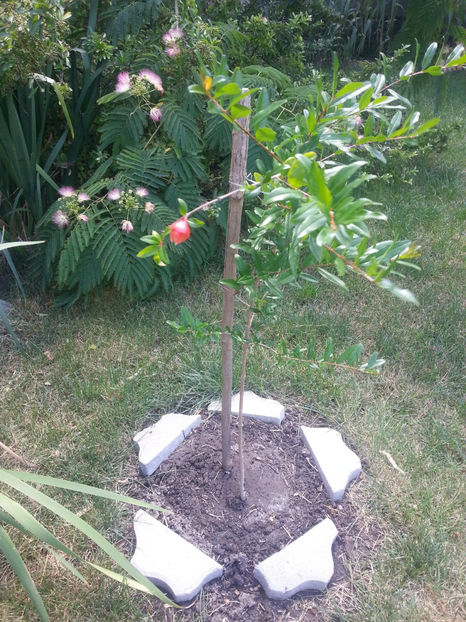 punica granatum Mme Legrelle - Gradina si terasa PrimaLuce_2-Amintiri
