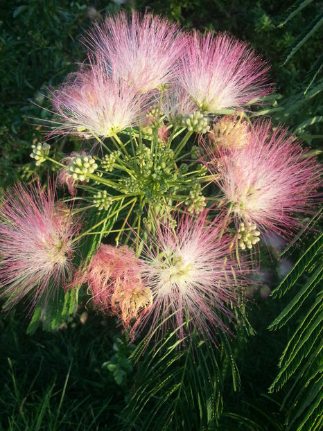 albizia julibrissin(pomul de matase) - Gradina si terasa PrimaLuce_2-Amintiri